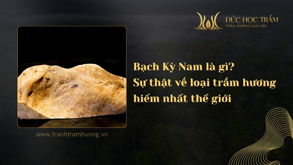 Bạch Kỳ Nam là gì? Sự thật về loại trầm hương đắt giá và hiếm nhất thế giới