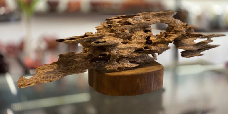 Trầm tốc kiến có giá trị cao nhờ độ hiếm, chất lượng resin và khả năng ứng dụng