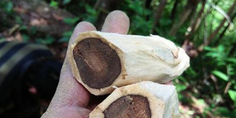 Kiến xâm nhập và tạo đường hầm trong thân cây