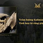 Trầm hương Kalimantan - Tinh hoa từ rừng già Borneo