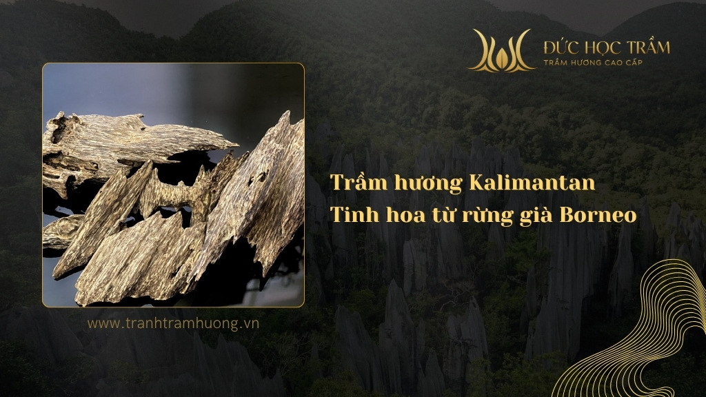 Trầm hương Kalimantan - Tinh hoa từ rừng già Borneo