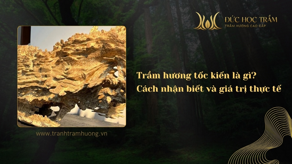 Trầm Hương Tốc Kiến Là Gì? Cách Nhận Biết Và Giá Trị Thực Tế
