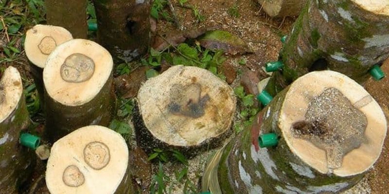 Vân gỗ mịn, màu sắc đậm dần theo tuổi dầu