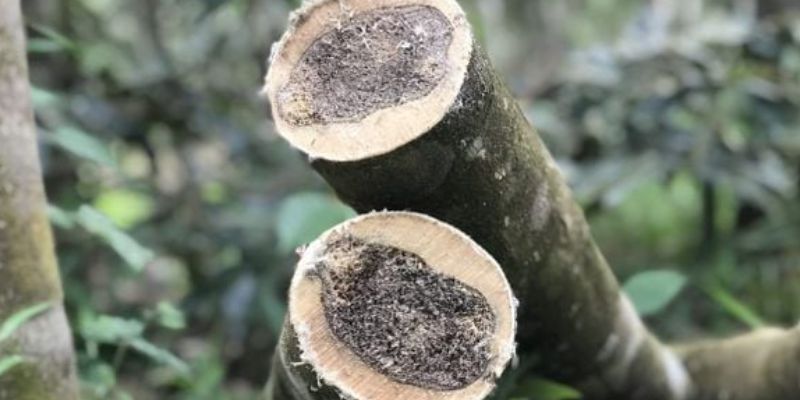 Dòng trầm tự nhiên nổi bật với hương gỗ thanh sạch