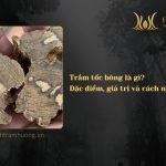 Trầm tốc bông là gì? Đặc điểm, giá trị và cách nhận biết chuẩn 
