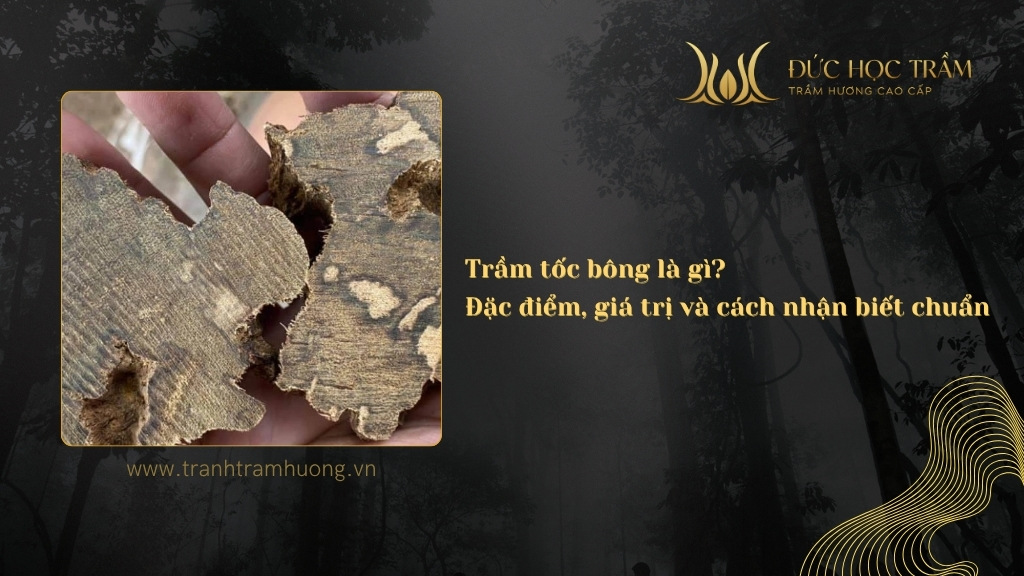 Trầm tốc bông là gì? Đặc điểm, giá trị và cách nhận biết chuẩn 